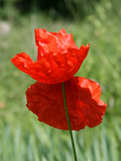 Klatschmohn-116.jpg
